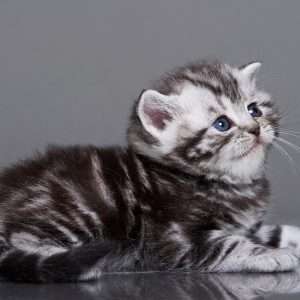 British Shorthair Kitten Isabella 2