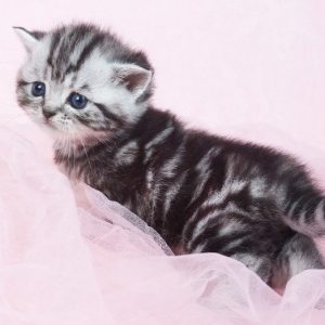 British Shorthair Kitten Isabella 3