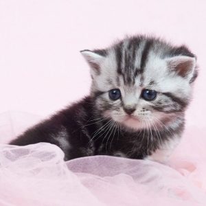 British Shorthair Kitten Isabella 4