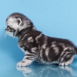 British Shorthair Kitten Isabella 5