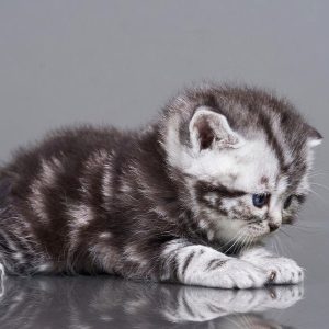 British Shorthair Kitten Isabella 6