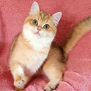 British Shorthair Kitten Kruassan 2