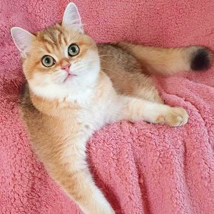 British Shorthair Kitten Kruassan 4