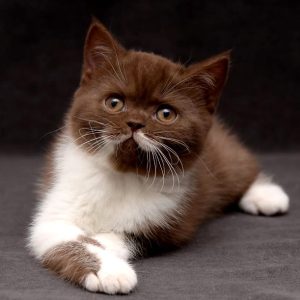 British Shorthair Kitten Lotty 2