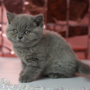 British Shorthair Kitten - Lucy