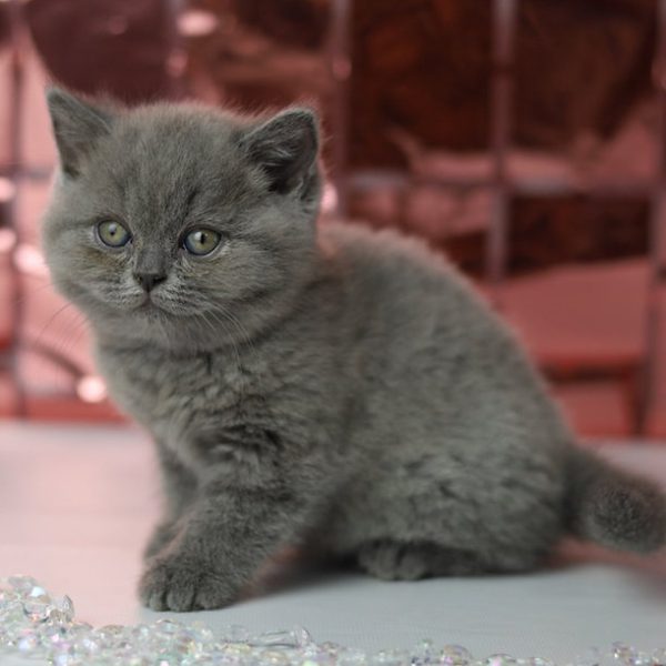 British Shorthair Kitten - Lucy