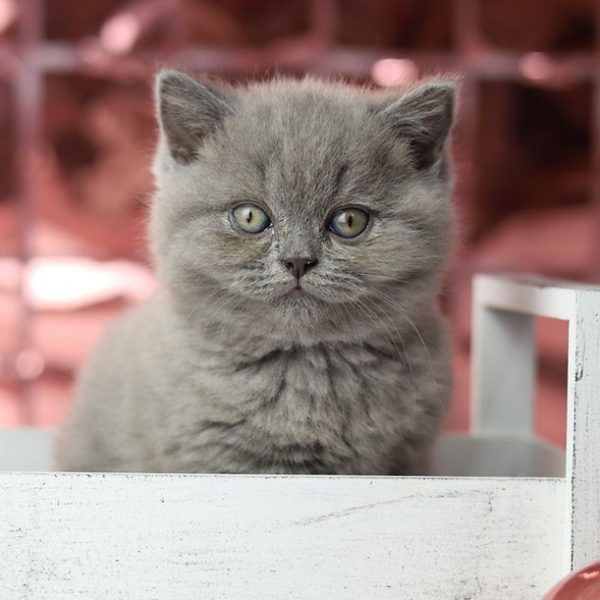 British Shorthair Kitten Lucy 2