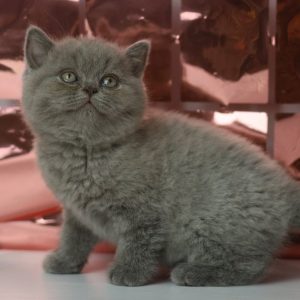 British Shorthair Kitten Lucy 3