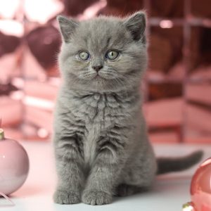 British Shorthair Kitten - Lucy