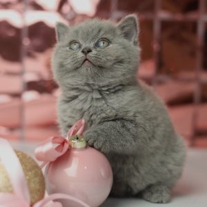 British Shorthair Kitten Lucy 4