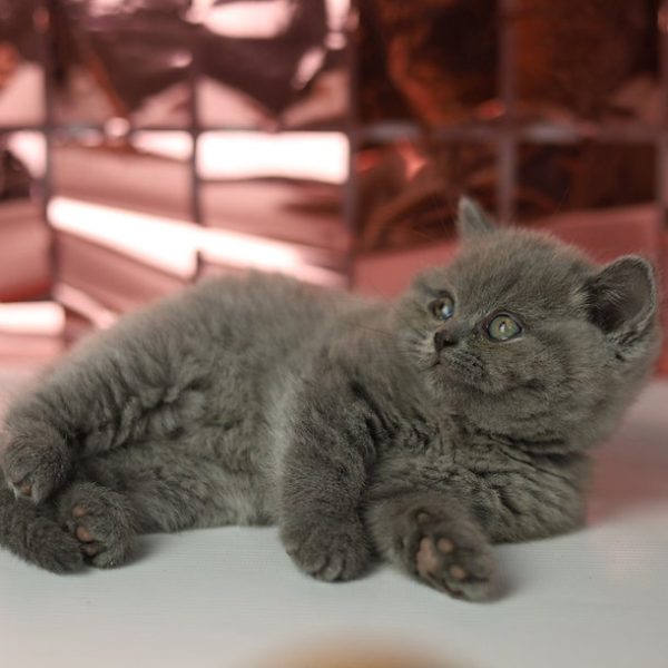 British Shorthair Kitten Lucy 5