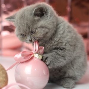 British Shorthair Kitten Lucy 6