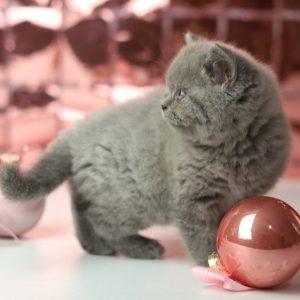 British Shorthair Kitten Lucy 7