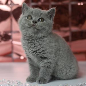 British Shorthair Kitten - Lulu