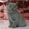 British Shorthair Kitten - Lulu