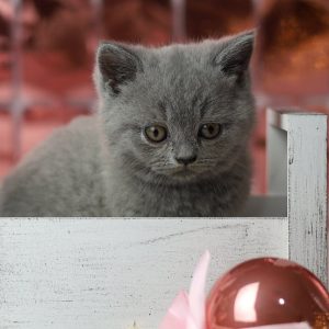 British Shorthair Kitten Lulu 2