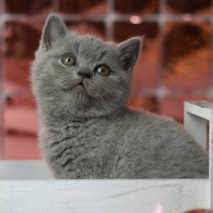 British Shorthair Kitten Lulu 3