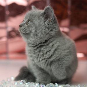 British Shorthair Kitten Lulu 4