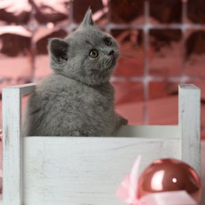 British Shorthair Kitten Lulu 5