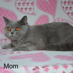 British Shorthair Kitten Lulu 6