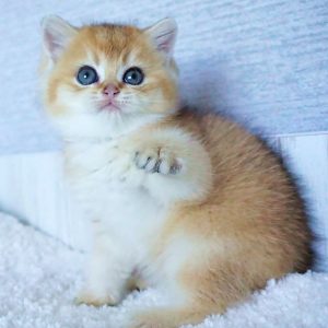 British Shorthair Kitten - Nina