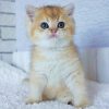 British Shorthair Kitten - Nina