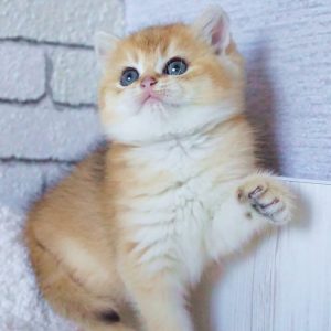 British Shorthair Kitten Nina 3