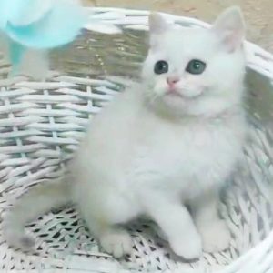 British Shorthair Kitten - Sean