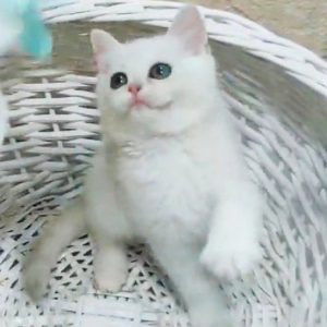 British Shorthair Kitten Sean 2