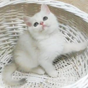 British Shorthair Kitten Sean 3