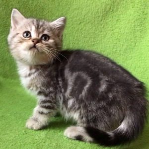 British Shorthair Kitten - Shrek