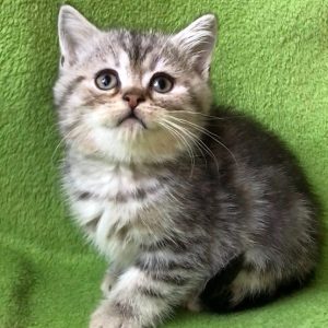 British Shorthair Kitten Shrek 2