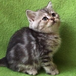 British Shorthair Kitten Shrek 3