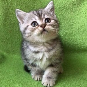 British Shorthair Kitten - Shrek