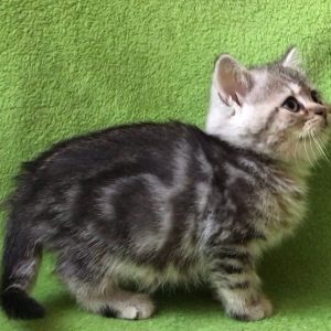 British Shorthair Kitten Shrek 4