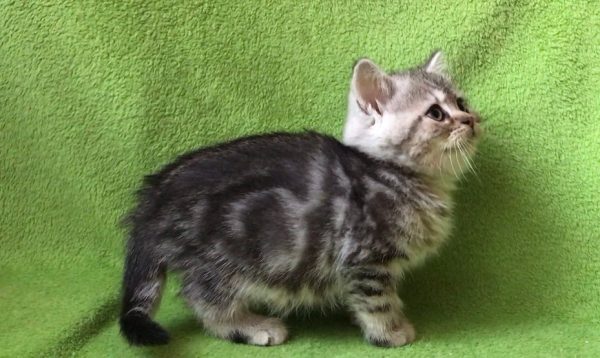 British Shorthair Kitten Shrek 4