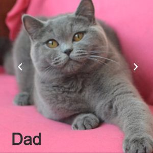 British Shorthair Kitten Shrek 6