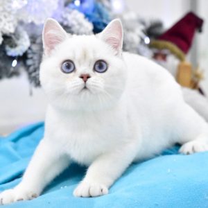 British Shorthair Kitten - Snikers