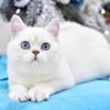 British Shorthair Kitten - Snikers