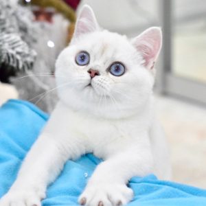 British Shorthair Kitten Snikers 2 1