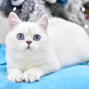 British Shorthair Kitten - Snikers