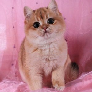 British Shorthair Kitten - Snowflake