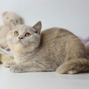 British Shorthair Kitten - Sunny