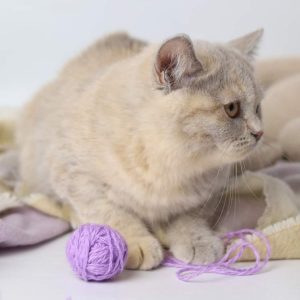 British Shorthair Kitten Sunny 2