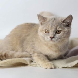 British Shorthair Kitten - Sunny