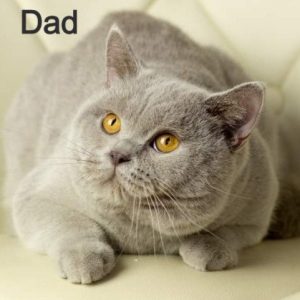 British Shorthair Kitten Sunny 4