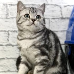 British Shorthair Kitten - Trouble