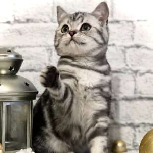 British Shorthair Kitten Trouble 3