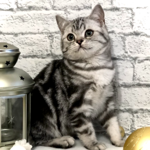 British Shorthair Kitten - Trouble