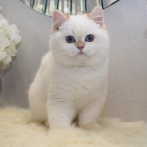 British Shorthair Kitten - Whiskers